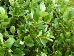 Salix phylicifolia