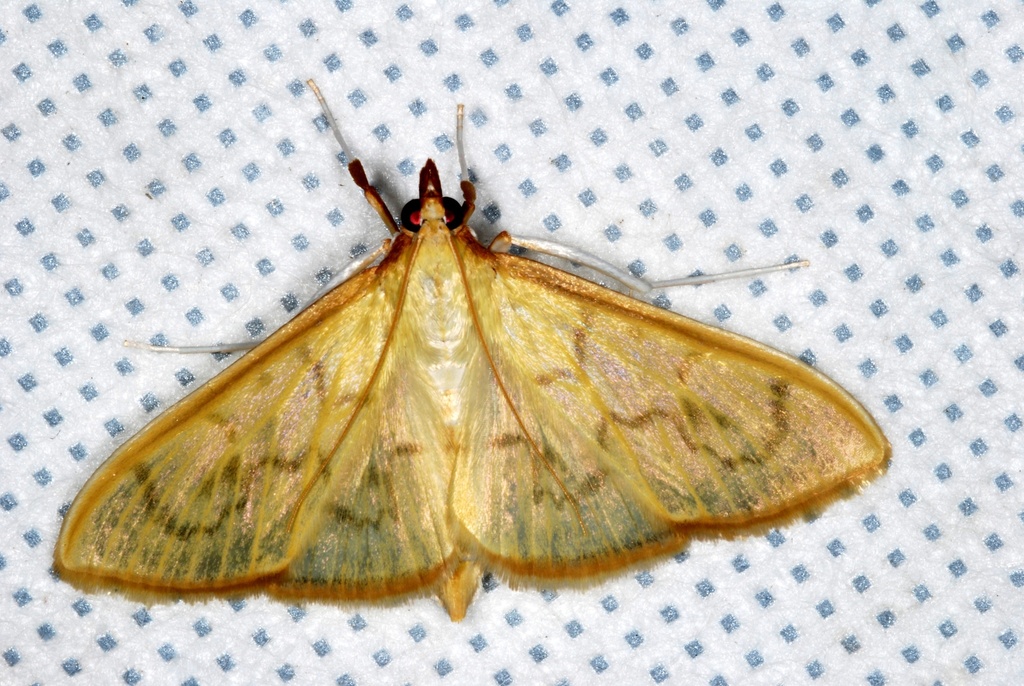 Epicorsia avilalis