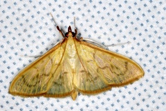Epicorsia avilalis