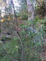 Geitonoplesium cymosum