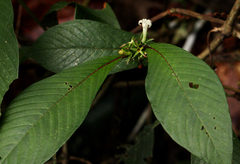 Sabicea schumanniana