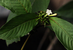 Sabicea schumanniana