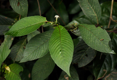 Sabicea schumanniana