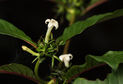 Sabicea schumanniana