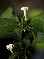 Sabicea schumanniana