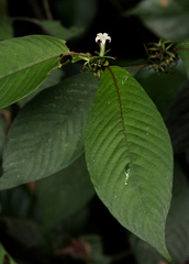 Sabicea schumanniana