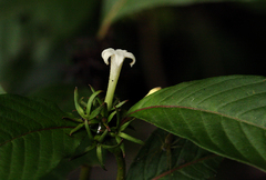 Sabicea schumanniana