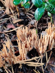 Phaeoclavulina eumorpha