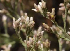 Pseudognaphalium ramosissimum