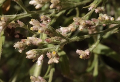 Pseudognaphalium ramosissimum