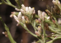 Pseudognaphalium ramosissimum