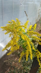 Solidago canadensis