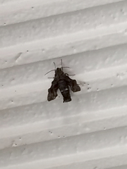 Neogurelca himachala