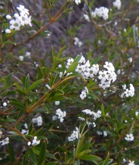 Logania linifolia