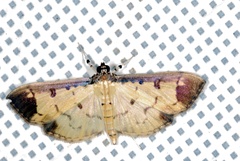 Eulepte gastralis