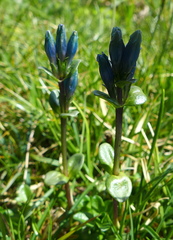 Gentiana glauca