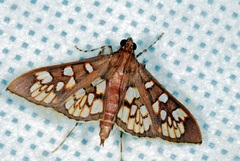 Prenesta fenestrinalis