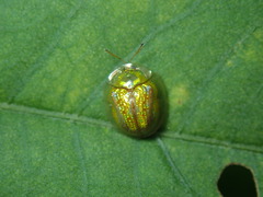 Cassida circumdata