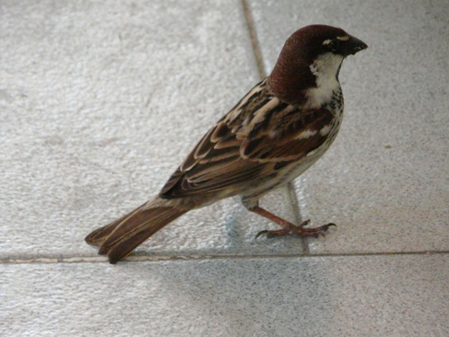 Spanish sparrow