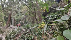 Dendrobium gracilicaule