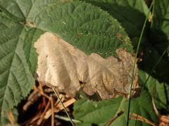 Coptotriche marginea