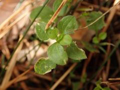 Moehringia trinervia