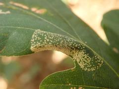 Phyllonorycter roboris