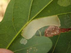 Phyllonorycter roboris