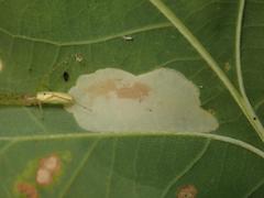 Phyllonorycter roboris