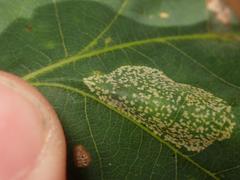 Phyllonorycter roboris