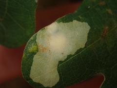 Tischeria ekebladella