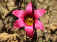 Romulea hirsuta