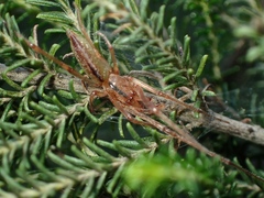 Cheiracanthium gracile