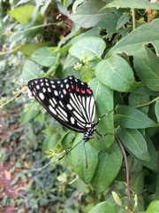 Hestina assimilis assimilis