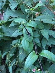 Hestina assimilis assimilis