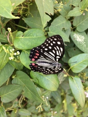 Hestina assimilis assimilis