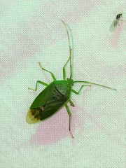 Urolabida