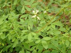 Ceratocapnos claviculata