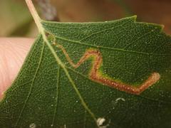 Stigmella betulicola