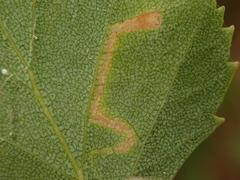 Stigmella betulicola