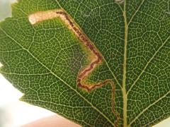 Stigmella betulicola