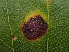 Fusicladium scribnerianum