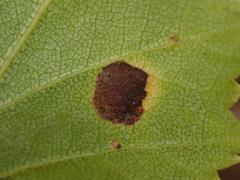 Fusicladium scribnerianum