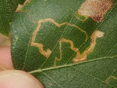 Stigmella betulicola