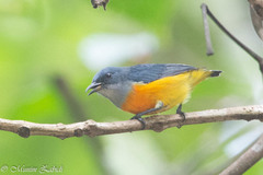 Dicaeum trigonostigma