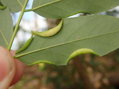 locust gall midge, photo 6 of 9