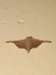 Hypolamprus angulalis