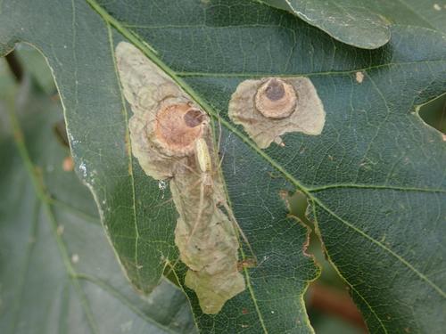 Tischeria decidua