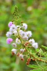 Mimosa rubicaulis
