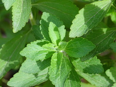 Stevia rebaudiana